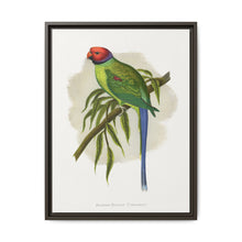 Blossom-Headed Parrakeet (Psittacula roseata) colored wood-engraved plate by Alexander Francis Lydon. - NOMADEN ART GALLERY