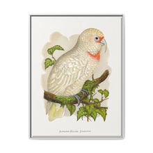 Slender-Billed Cockatoo (Cacatua tenuirostris) colored wood-engraved plate by Alexander Francis Lydon. - NOMADEN ART GALLERY