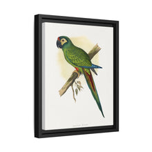llliger's Macaw (Primolius maracana) colored wood-engraved plate by Alexander Francis Lydon - NOMADEN ART GALLERY