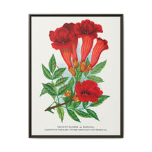 Trumpet flower lithograph. Digitally enhanced from our own original 1900 edition plates of Botanical Specimen published by Rochester Lithographing - NOMADEN ART GALLERY