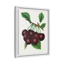 Black Tartarian cherry lithograph. Digitally enhanced from our own original 1900 edition plates of Botanical Specimen published by Rochester Lithographing