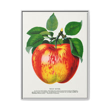 Wolf River apple lithograph. Digitally enhanced from our own original 1900 edition plates of Botanical Specimen published by Rochester Lithographing - NOMADEN ART GALLERY