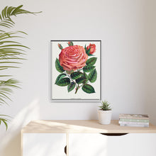 Pink rose, Glorie de Dijon lithograph. Digitally enhanced from our own original 1900 edition plates of Botanical Specimen published by Rochester Lithographing