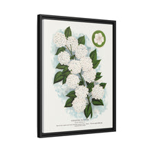 Japanese snowball flower lithograph. Digitally enhanced from our own original 1900 edition plates of Botanical Specimen published by Rochester Lithographing