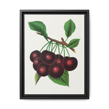 Black Tartarian cherry lithograph. Digitally enhanced from our own original 1900 edition plates of Botanical Specimen published by Rochester Lithographing - NOMADEN ART GALLERY