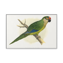 Golden-Crowned Conure (Aratinga auricapillus) colored wood-engraved plate by Alexander Francis Lydon - NOMADEN ART GALLERY