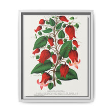 Prunus Triloba flower lithograph. Digitally enhanced from our own original 1900 edition plates of Botanical Specimen published by Rochester Lithographing - NOMADEN ART GALLERY