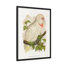 Placa xilográfica coloreada de cacatúa de pico fino (Cacatua tenuirostris) de Alexander Francis Lydon.