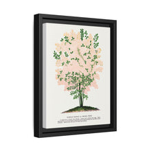 Purple Fringe tree lithograph. Digitally enhanced from our own original 1900 edition plates of Botanical Specimen published by Rochester Lithographing - NOMADEN ART GALLERY