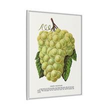 Green Mountain grape lithograph. Digitally enhanced from our own original 1900 edition plates of Botanical Specimen published by Rochester Lithographing