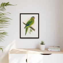 Petz's Conure (Aratinga canicularis) colored wood-engraved plate by Alexander Francis Lydon