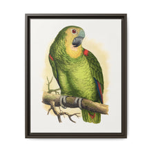 Blue-Fronted Amazon (Amazona aestiva) colored wood-engraved plate by Alexander Francis Lydon - NOMADEN ART GALLERY