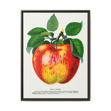 Wolf River apple lithograph. Digitally enhanced from our own original 1900 edition plates of Botanical Specimen published by Rochester Lithographing - NOMADEN ART GALLERY