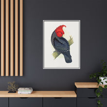 Gang-Gang Cockatoo (Callocephalon fimbriatum) colored wood-engraved plate by Alexander Francis Lydon