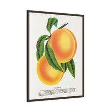 Champion plum lithograph from Botanical Specimen published by Rochester Lithographing
