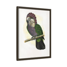 Hawk-Headed Parrot (Deroptyus accipitrinus) colored wood-engraved plate by Alexander Francis Lydon.