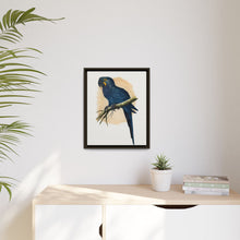 Hyacinthine Macaw (Anodorhynchus hyacinthinus) colored wood-engraved plate by Alexander Francis Lydon.