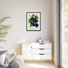 Snyder Blackberry lithograph from Botanical Specimen published by Rochester Lithographing