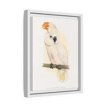 Great Salmon-Crested Cockatoo (CACATUA MOLUCCENSIS) colored wood-engraved plate by Alexander Francis Lydon.