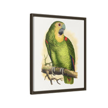 Blue-Fronted Amazon (Amazona aestiva) colored wood-engraved plate by Alexander Francis Lydon