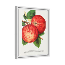 Duchess of Oldenburg apples lithograph from Botanical Specimen published by Rochester Lithographing