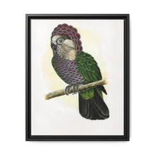 Hawk-Headed Parrot (Deroptyus accipitrinus) colored wood-engraved plate by Alexander Francis Lydon. - NOMADEN ART GALLERY