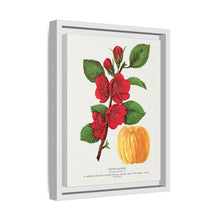 Japan Quince tree lithograph. Digitally enhanced from our own original 1900 edition plates of Botanical Specimen published by Rochester Lithographing