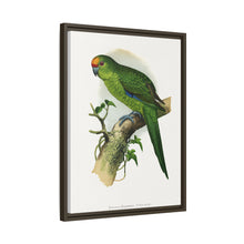 Golden-Crowned Parrakeet (Cyanoramphus auriceps) colored wood-engraved plate by Alexander Francis Lydon