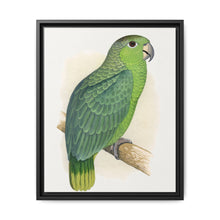 Mealy Amazon (Amazona farinosa) colored wood-engraved plate by Alexander Francis Lydon - NOMADEN ART GALLERY
