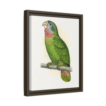 Jamaica Parrot (Amazona collaria) colored wood-engraved plate by Alexander Francis Lydon