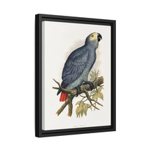 Grey Parrot (Psittacus erithacus) colored wood-engraved plate by Alexander Francis Lydon.