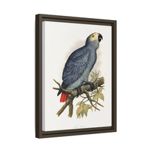 Grey Parrot (Psittacus erithacus) colored wood-engraved plate by Alexander Francis Lydon.