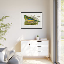 Turquoisine (Neophema pulchella) colored wood-engraved plate by Alexander Francis Lydon