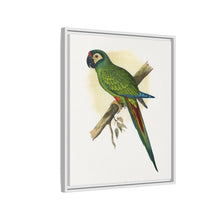 llliger's Macaw (Primolius maracana) colored wood-engraved plate by Alexander Francis Lydon