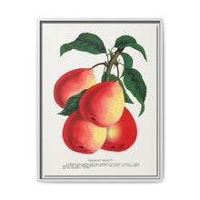 Vermont Beauty pear lithograph. Digitally enhanced from our own original 1900 edition plates of Botanical Specimen published by Rochester Lithographing - NOMADEN ART GALLERY