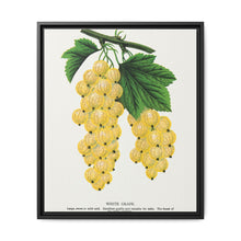White grape lithograph. Digitally enhanced from our own original 1900 edition plates of Botanical Specimen published by Rochester Lithographing - NOMADEN ART GALLERY