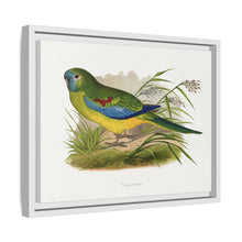 Turquoisine (Neophema pulchella) colored wood-engraved plate by Alexander Francis Lydon