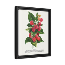 Cuthbert raspberry lithograph. Digitally enhanced from our own original 1900 edition plates of Botanical Specimen published by Rochester Lithographing - NOMADEN ART GALLERY