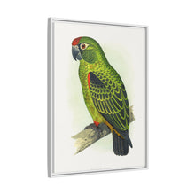 Placa grabada en madera de color loro de Jardine (Poicephalus gulielmi gulielmi) de Alexander Francis Lydon. 