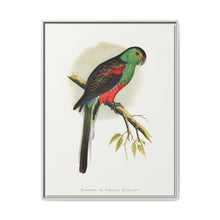 Beautiful or Paradise Parrakeet (Psephotus pulcherrimus) colored wood-engraved plate by Alexander Francis Lydon - NOMADEN ART GALLERY