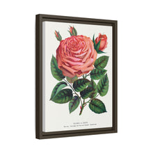 Pink rose, Glorie de Dijon lithograph. Digitally enhanced from our own original 1900 edition plates of Botanical Specimen published by Rochester Lithographing