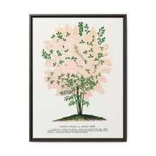 Purple Fringe tree lithograph. Digitally enhanced from our own original 1900 edition plates of Botanical Specimen published by Rochester Lithographing - NOMADEN ART GALLERY