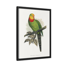 Barraband's Parakeet (Polytelis swainsonii) colored wood-engraved plate by Alexander Francis Lydon