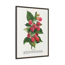 Cuthbert raspberry lithograph. Digitally enhanced from our own original 1900 edition plates of Botanical Specimen published by Rochester Lithographing