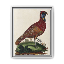 A horned Indian pheasant standing on the grass by J. Pass after J. E. Ihle. - NOMADEN ART GALLERY