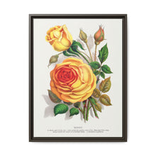 lithograph from Botanical Specimen published by Rochester Lithographing - NOMADEN ART GALLERY