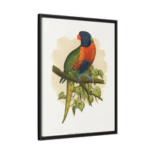 Blue Mountain Lory (Trichoglossus moluccanus) colored wood-engraved plate by Alexander Francis Lydon.