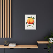 Foster peach lithograph. Digitally enhanced from our own original 1900 edition plates of Botanical Specimen published by Rochester Lithographing