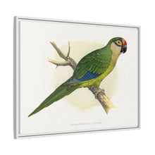 Golden-Crowned Conure (Aratinga auricapillus) colored wood-engraved plate by Alexander Francis Lydon