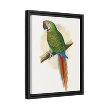 Soldatenara (Ara militaris) farbige Holzstichplatte von Alexander Francis Lydon
